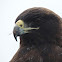 Galapagos hawk (adult)