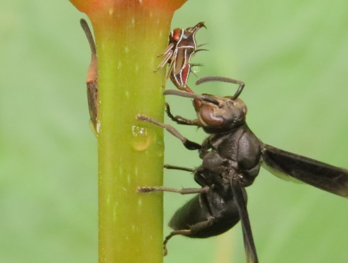 Wasp and Membracid Nymph