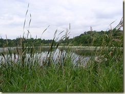 French Lake Willows