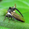 Thorn Mimicking Treehopper, Membracidae