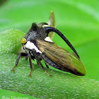 Thorn Mimicking Treehopper, Membracidae