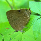 oakblue butterfly