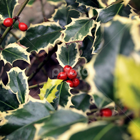 Red and green by Katarina Jonjic - Nature Up Close Trees & Bushes