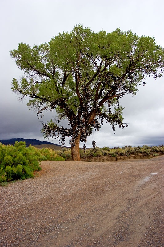 [shoetree[4].jpg]