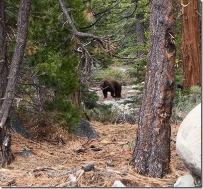 BEAR