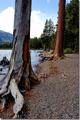 fallen leaflake3