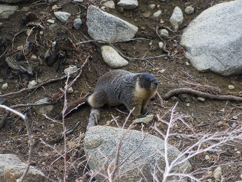[beaver[4].jpg]