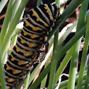 Black Swallowtail caterpillar