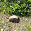 Common Snapping Turtle