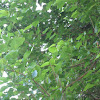 White Mulberry Tree