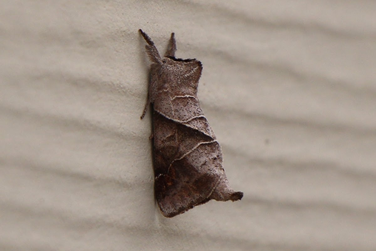 Angle-lined Prominent