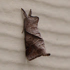 Angle-lined Prominent