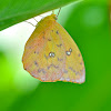 Orange Barred- Sulphur Butterfly