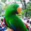 Eclectus Parrot