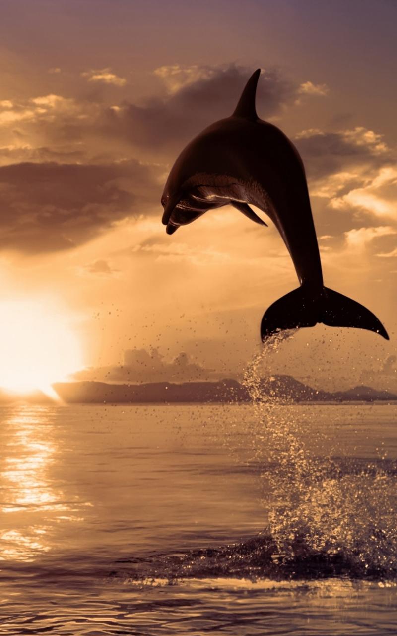 Dolphins Live Wallpaper Screen 2
