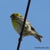 European serin