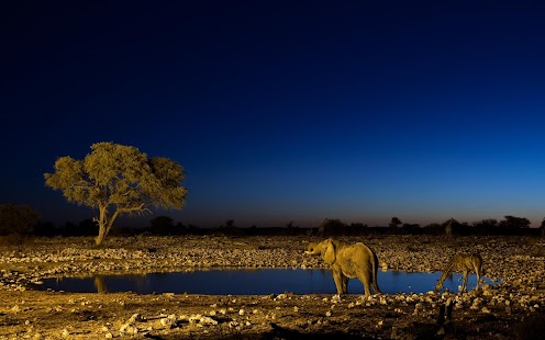 Elephant Wallpaper Screenshots 10