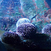 Purple sea urchin