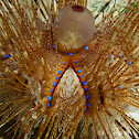 long spined sea urchin