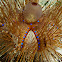 long spined sea urchin