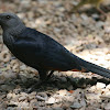 Red-Winged Starling