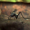 Giant ant Mimic Jumping Spider (male)