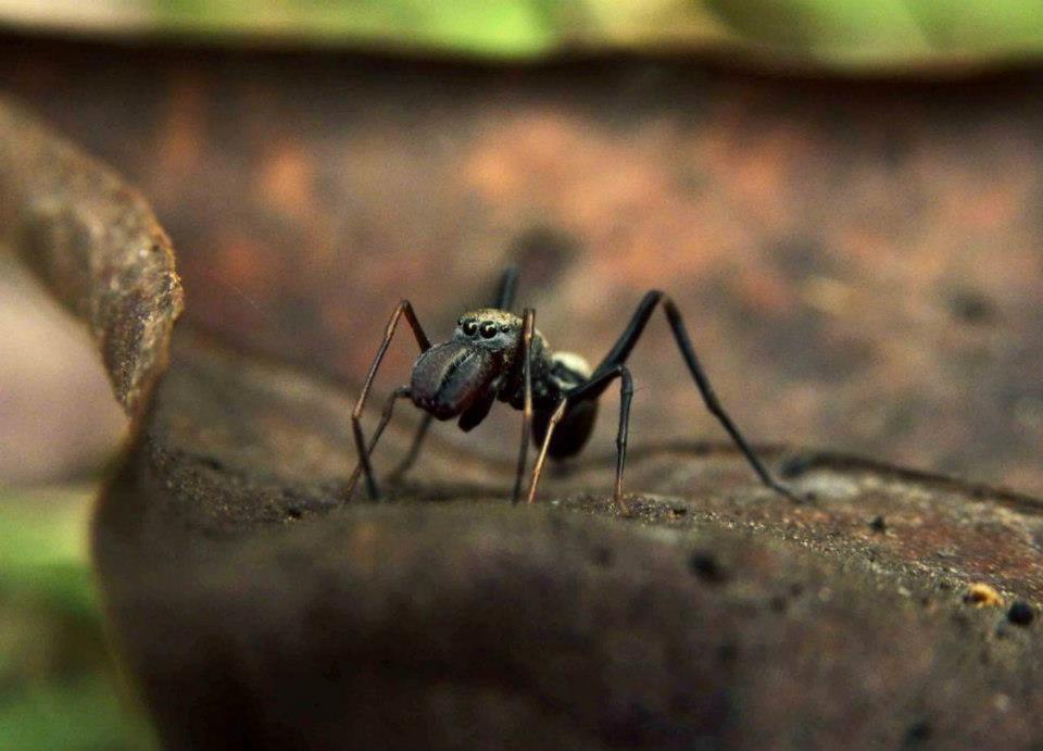 Giant ant Mimic Jumping Spider (male)