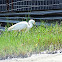 Little Egret