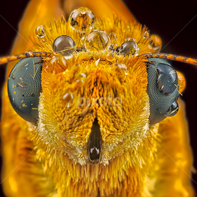 Bushhopper closeup by SweeMing YOUNG - Animals Insects & Spiders