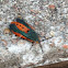 Large Milkweed bug (nymph)