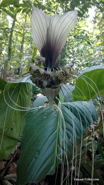 White Bat Head lily