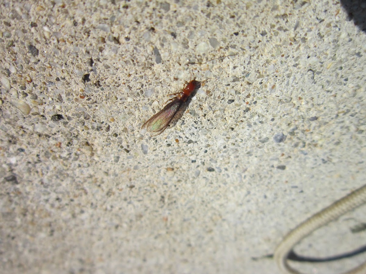 Pacific Dampwood Termite (Winged Breeding Termite)