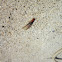 Pacific Dampwood Termite (Winged Breeding Termite)