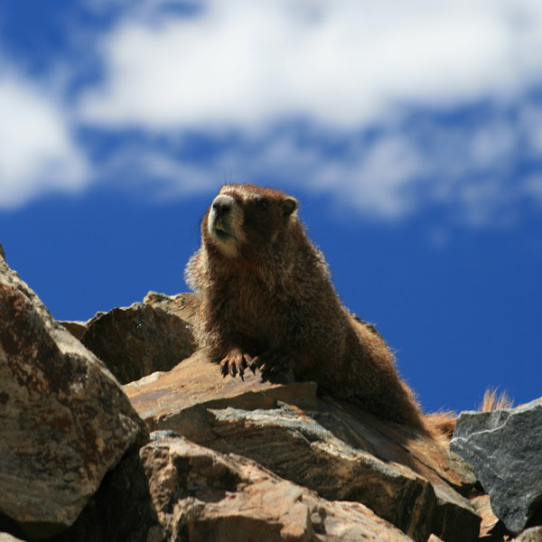 Yellowbellied Marmot Project Noah