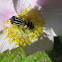 a type of hover fly
