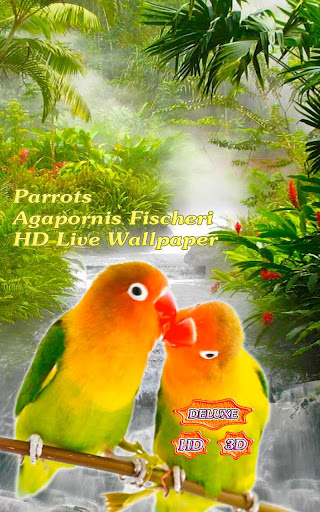 Parrots Agapornis Fischeri