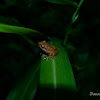 Common shrub frog