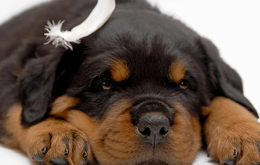 German Rottweiler Wallpaper HS