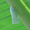 Planthopper