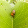 Tortoise Beetle