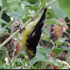 Lesser Goldfinch        male