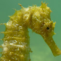Long-snouted seahorse. Caballito de mar mediterráneo