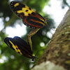 Mariposa Alas de Tigre