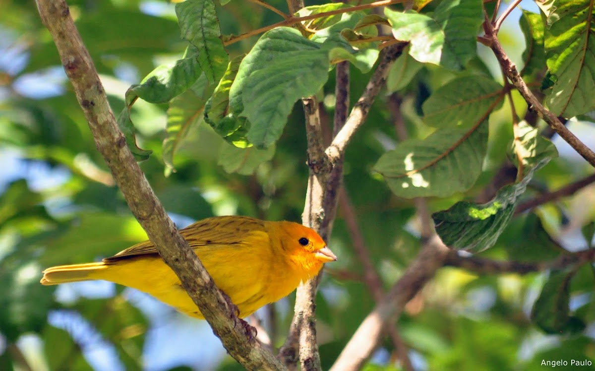 Saffron Finch