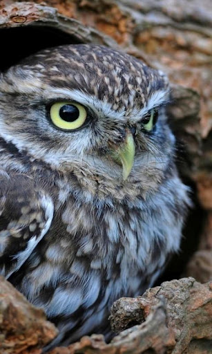 Cute owl HD Wallpaper