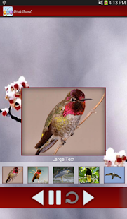 Birds Calls Sounds Screenshots 11