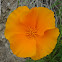 California Poppy, Amapola