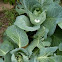 Small Cabbage White butterfly on Cabbage Plants