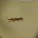 House Gecko