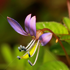 by Luxmen 46 - Flowers Single Flower